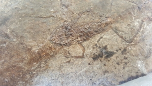 Frog and fish on one stone