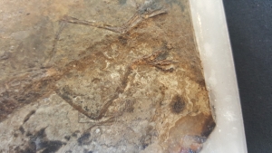 Frog and fish on one stone