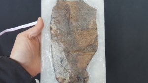 Frog and fish on one stone