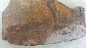 Frog and fish on one stone