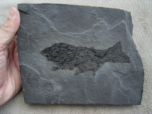 Cheiracanthus - Stachel-Hai