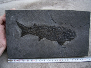 Cheirolepis, seltener Raubfisch aus dem Devon