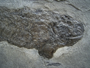 Cheirolepis, seltener Raubfisch aus dem Devon