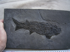 Cheirolepis, seltener Raubfisch aus dem Devon