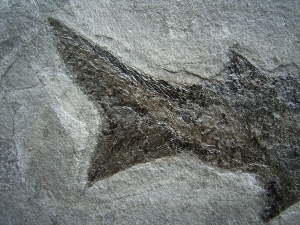 Cheirolepis, seltener Raubfisch aus dem Devon