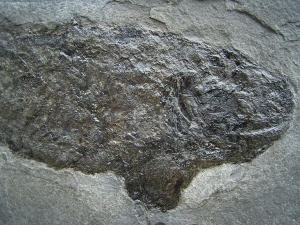 Cheirolepis, seltener Raubfisch aus dem Devon