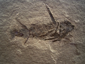 Stachel-Hai Acanthodus
