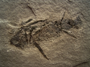Stachel-Hai Acanthodus