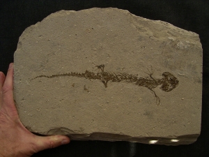 Amphibien Skelett Chelotriton