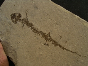 Amphibien Skelett Chelotriton