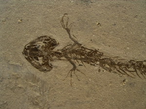 Amphibien Skelett Chelotriton