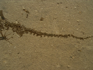 Amphibien Skelett Chelotriton