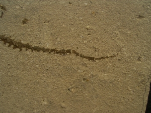 Amphibien Skelett Chelotriton