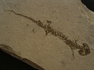 Amphibien Skelett Chelotriton