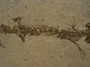 Amphibien Skelett Chelotriton