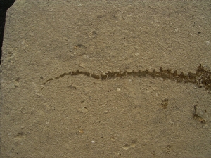 Amphibien Skelett Chelotriton