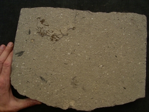 Amphibien Skelett Chelotriton