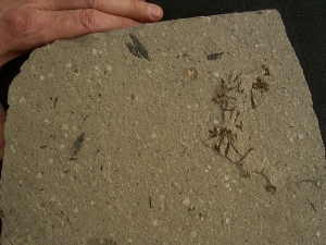 Amphibien Skelett Chelotriton