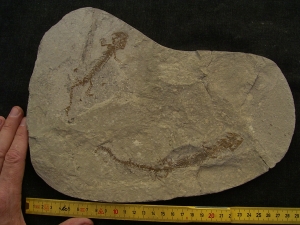 Zwei Skelette Chelotriton