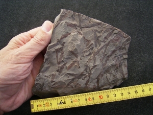 Frühe Blattlose Pflanzen Taeniocrada