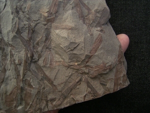 Frühe Blattlose Pflanzen Taeniocrada