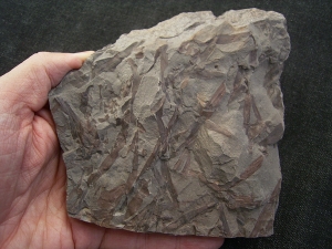 Frühe Blattlose Pflanzen Taeniocrada