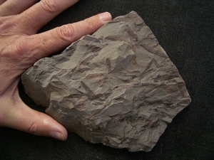 Frühe Blattlose Pflanzen Taeniocrada