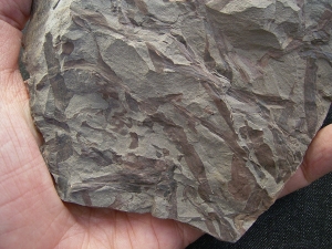 Frühe Blattlose Pflanzen Taeniocrada