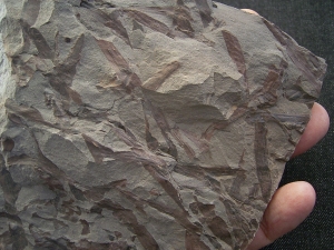 Frühe Blattlose Pflanzen Taeniocrada