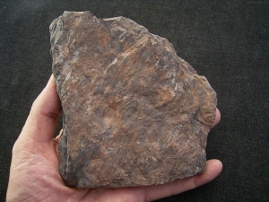 Frühe Blattlose Pflanzen Taeniocrada