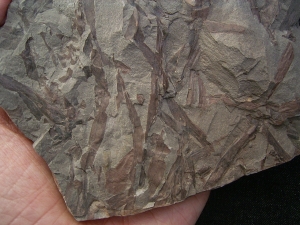 Frühe Blattlose Pflanzen Taeniocrada