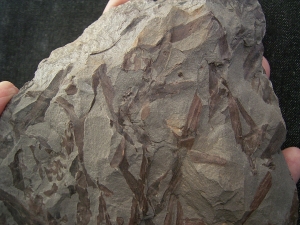 Frühe Blattlose Pflanzen Taeniocrada