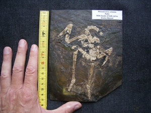 Vogelskelett aus der Grube Messel