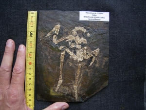 Vogelskelett aus der Grube Messel