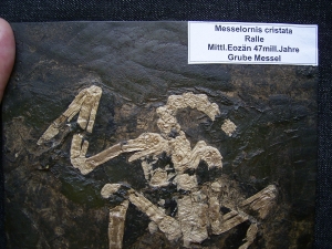 Vogelskelett aus der Grube Messel