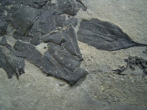 Millerosteus, Devon - Panzerfisch