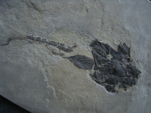 Millerosteus, Devon - Panzerfisch