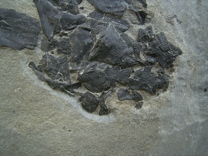 Millerosteus, Devon - Panzerfisch