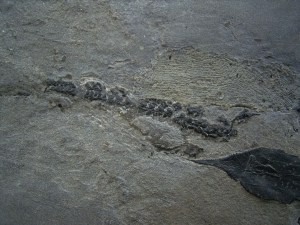 Millerosteus, Devon - Panzerfisch