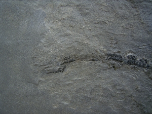Millerosteus, Devon - Panzerfisch