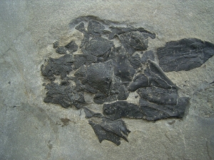 Millerosteus, Devon - Panzerfisch