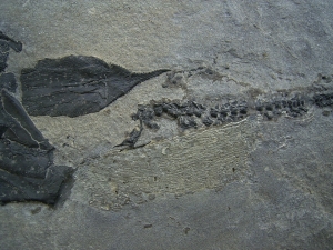 Millerosteus, Devon - Panzerfisch