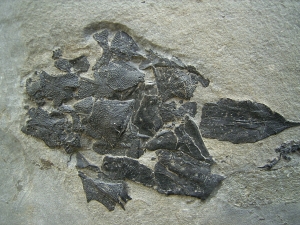 Millerosteus, Devon - Panzerfisch