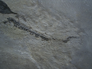 Millerosteus, Devon - Panzerfisch