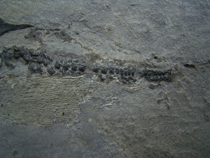 Millerosteus, Devon - Panzerfisch
