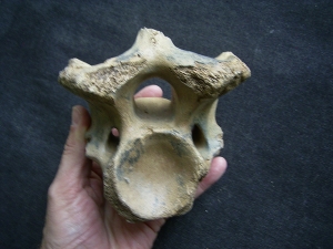Bison priscus Halswirbel