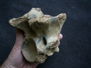Bison priscus Halswirbel