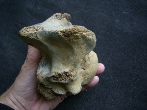Bison priscus Halswirbel