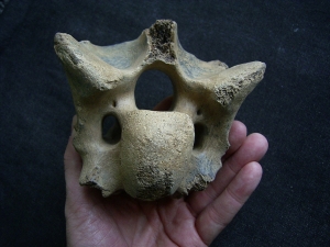 Bison priscus Halswirbel