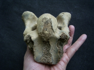 Bison priscus Halswirbel